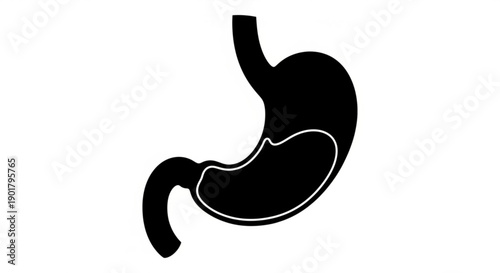 Illustration of human stomach anatomy viewed from the side showing internal structure