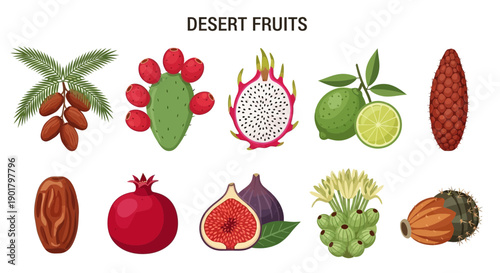 Ten desert fruits illustrated in two rows against a white background