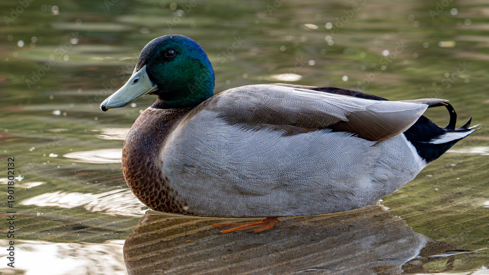 Fototapeta premium duck on the water