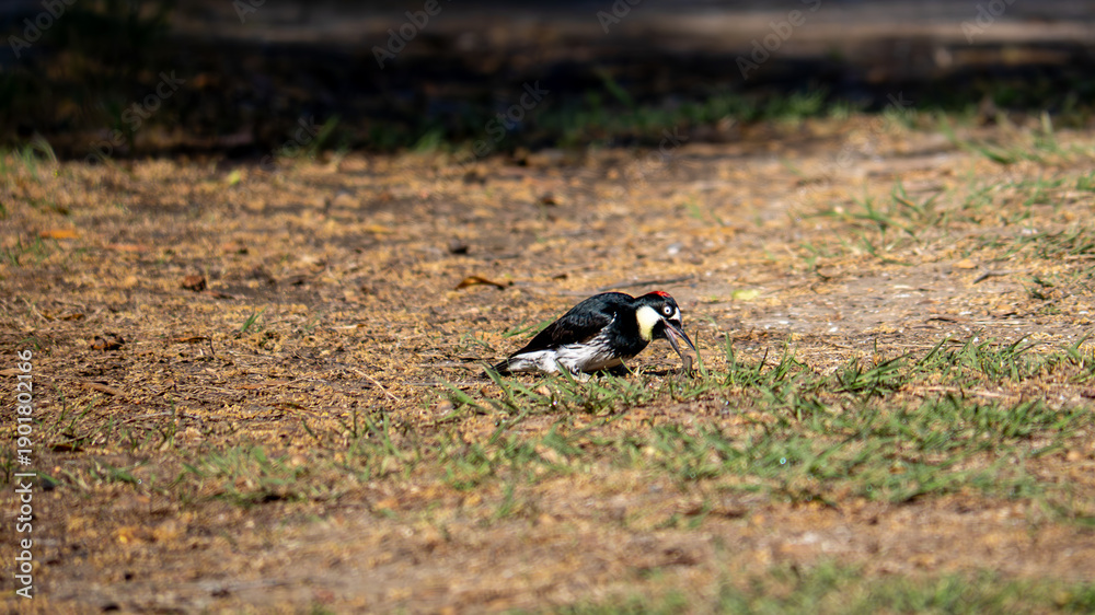 Obraz premium Woodpecker Standing in Sunlit Grass