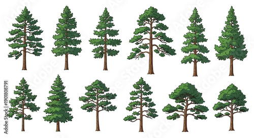 A collection of various coniferous trees, showcasing different shapes and sizes of pine and fir trees.