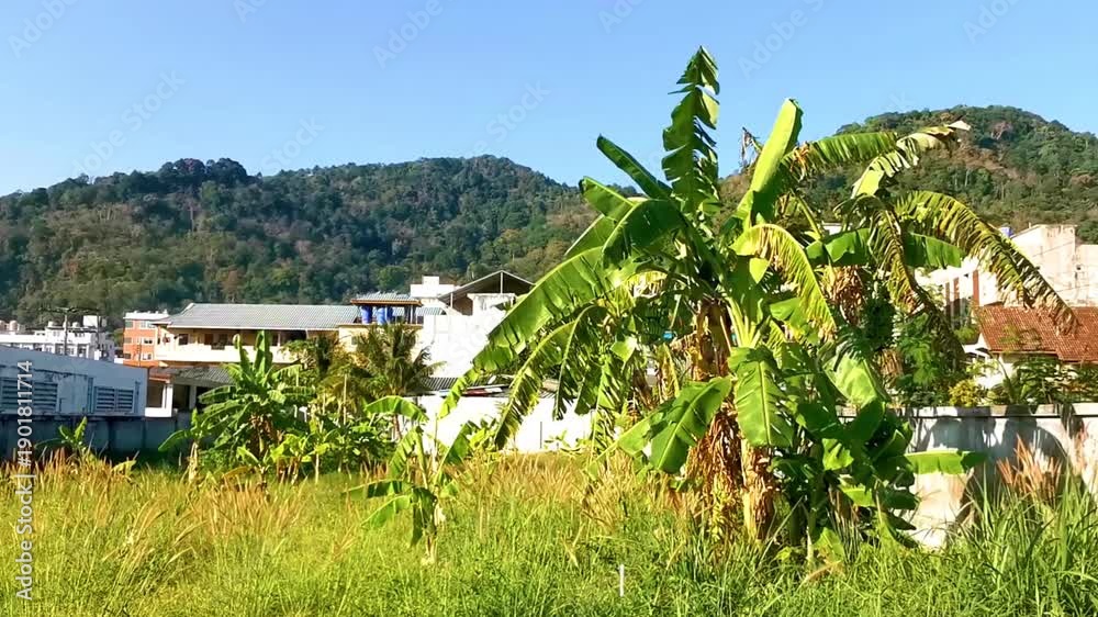 custom made wallpaper toronto digitalPanoramic view tropical landscape mountains city beach Patong Phuket Thailand.