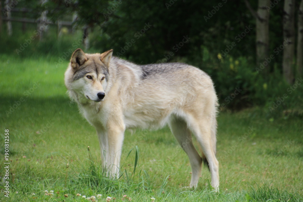 Fototapeta premium gray wolf canis lupus