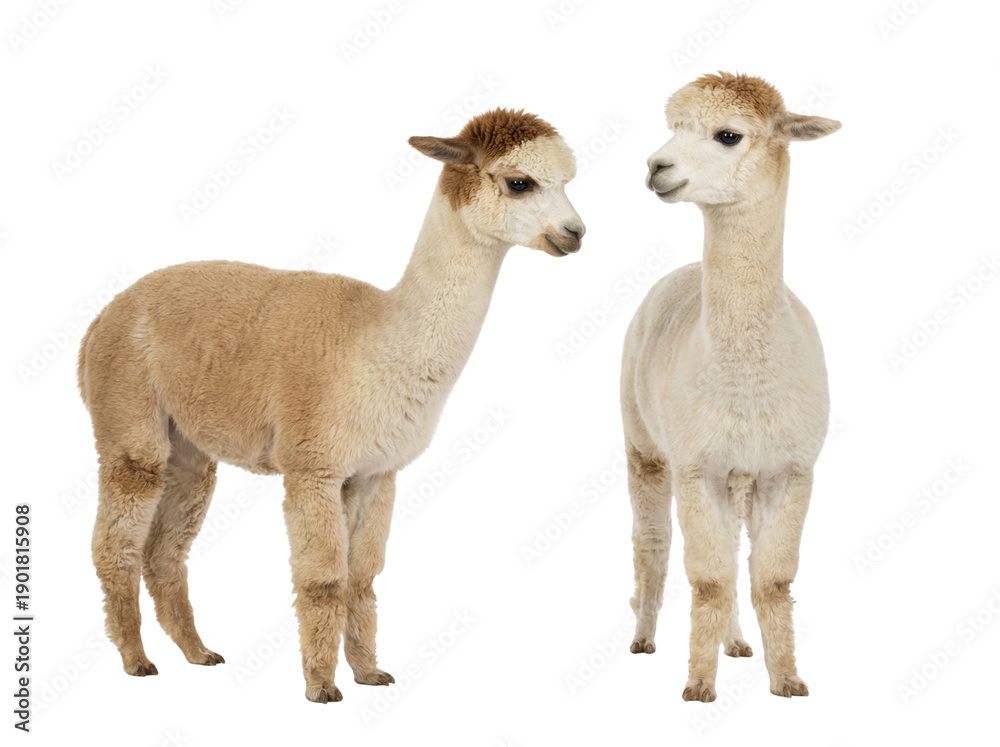 Fototapeta premium Two beige alpacas standing and facing each other on white studio backdrop