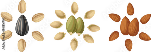 Assorted Seeds and Nuts Arrangement Set With Sunflower Pumpkin And Almond Shapes Vector Illustration