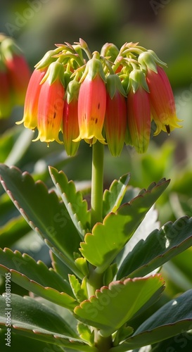 red and yellow flower