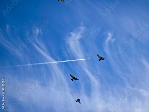 Passenger aircraft cruising at high altitude with a flock of birds in the foreground and a blue sky in the background.
