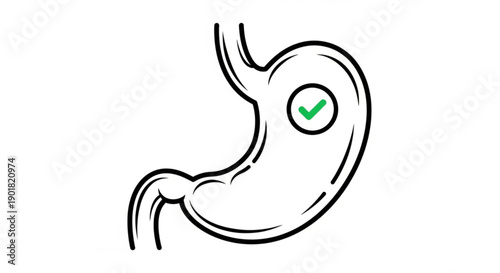 Illustration of a healthy stomach with a checkmark indicating approval or confirmation of digestive health from a front viewpoint