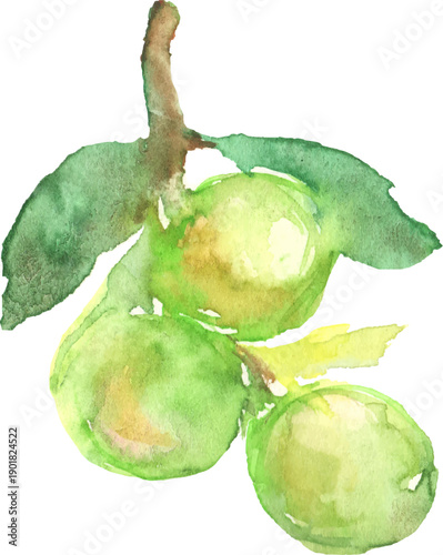 水彩で描いた梅の実のイラスト　ベクター