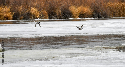 ducks in winter
