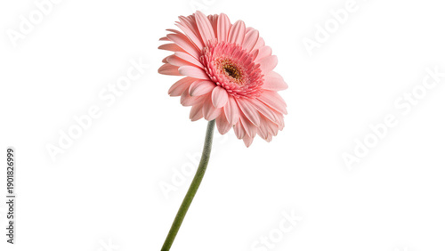 Fényképezés A pink gerbera flower with wide petals grows straight isolated on transparent ba