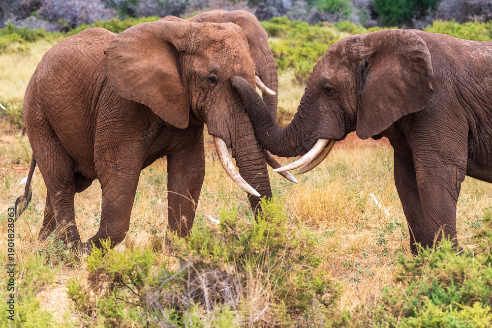 Obraz premium Telephoto of two African Elephants -Loxodonta Africana- engaging in an affectionate embrace in front of the Ewaso Ngiro river in the Samburu National Reserve, Kenya