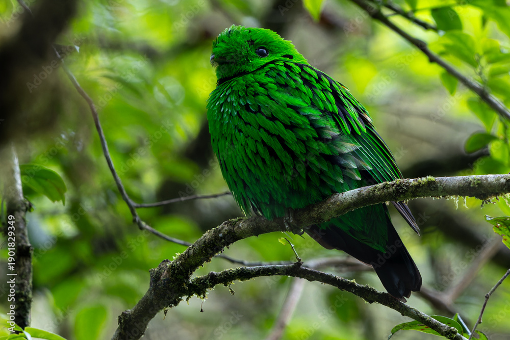 Obraz premium Nature wildlife image Whitehead's Broadbill bird endemic of Borneo