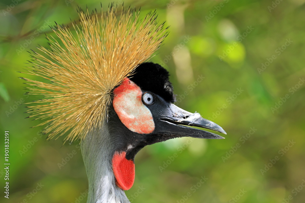 Fototapeta premium crowned crane head with golden crown at zoo in Taipei Taiwan.