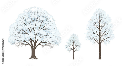 Three bare trees covered in snow, showcasing their intricate branches against a white background.