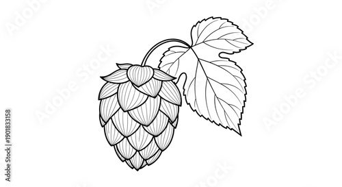 A simple line drawing of a single hop cone with a leaf.