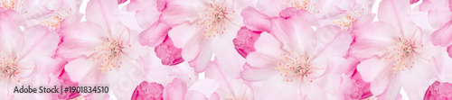 Soft pink cherry blossoms create a delicate floral banner perfect for spring ...