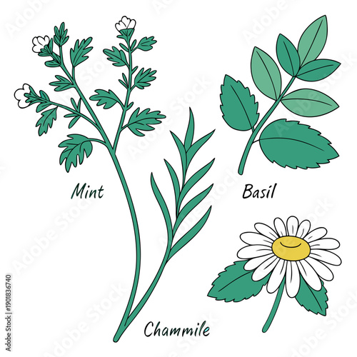 Photos Illustration of herbs: basil, oregano, and cilantro with their respective leaves