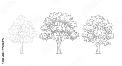 Three stages of drawing a detailed deciduous tree, from a faint outline to a fully rendered illustration.