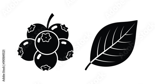 Black and white illustration of blueberries and a single leaf