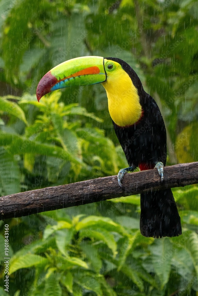 Obraz premium Colorful Hornbill Rainforest Rain Scene