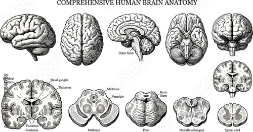 Comprehensive human brain anatomy vector illustration set, labeled medical drawings of cortex, thalamus, ventricles, brain stem, and spinal cord
