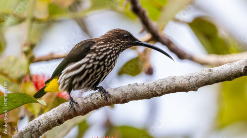 Foto Whitehead's Spiderhunter bird endemic of borneo bird.