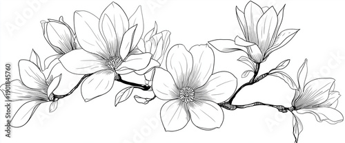 a simple line drawing of flowers and leaves on the right side, black lines, white background, vector illustration style, flat design, magnolia flower branch, simple stroke details, hand-drawn style, c
