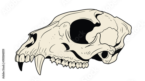 Detailed biological illustration of a predatory mammal skull showing large canine teeth and cranial structure for science or art.