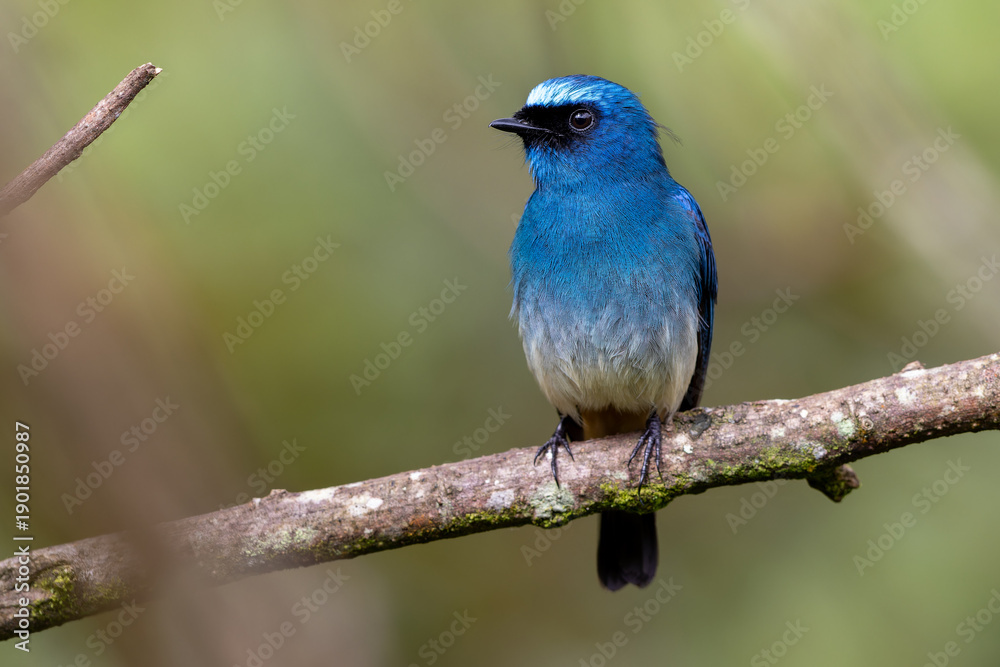 Obraz premium Beautiful blue color bird known as Indigo Flycatcher (Eumyias Indigo) on perch at nature habits in Sabah, Borneo