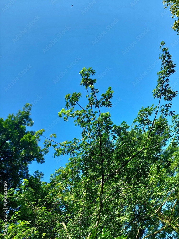 Fototapeta premium Tree environment with bright blue again 