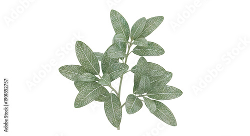 Salvia officinalis (Sage) sprig with detailed leaf venation