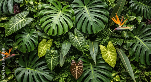 Lush tropical green leaves vector background with monstera, alocasia, and bird of paradise flowers, jungle foliage pattern for website or banner
