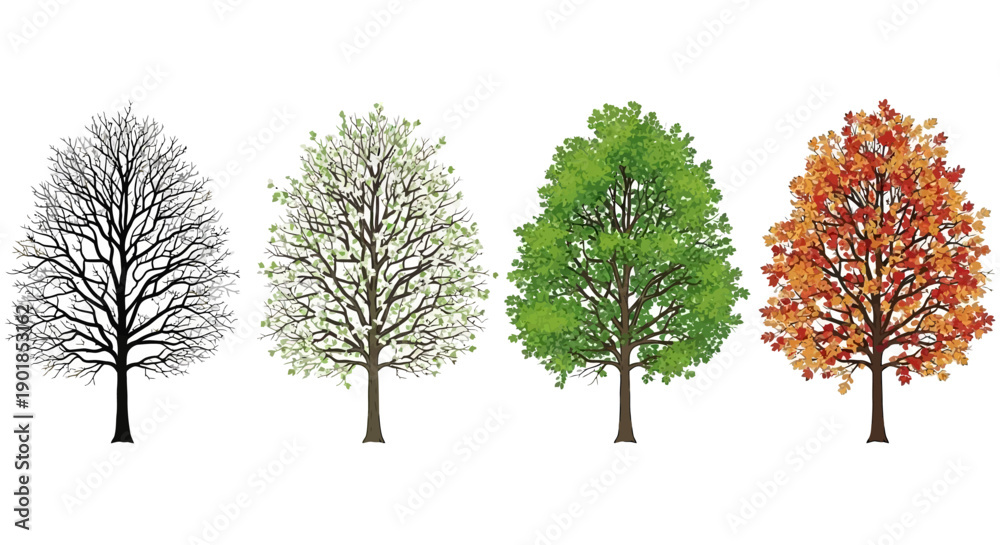 Obraz premium Four seasons tree vector illustration set: winter bare, spring buds, summer green, autumn orange leaves, isolated on white