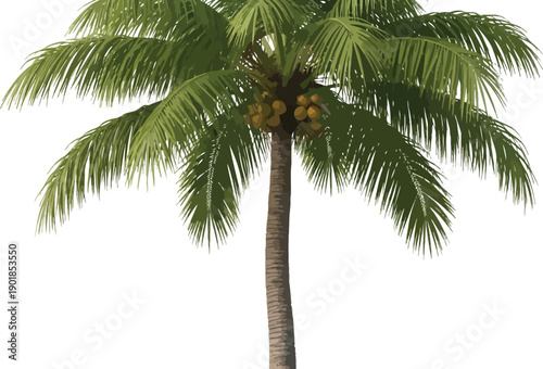 Coconut palm tree with lush green leaves and coconuts on a white background