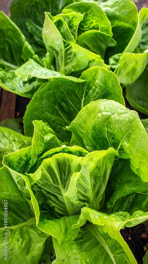 Fototapeta premium Fresh vibrant green lettuce leaves