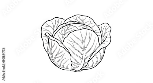 Detailed black and white line art illustration of a whole cabbage head with layered leaves and intricate texture on a white background.