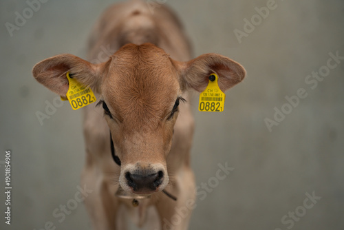 Slika na platnu Dairy farming