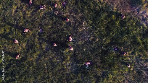 Kangaroo are scattered across a grassy field, eating and resting on a sunny day in an Australian outback
