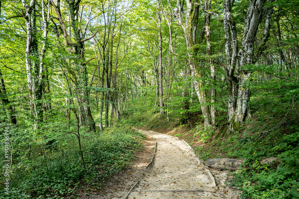 Fototapeta premium Forest path travel in nature. Scenic hiking trail. Travel route through green forest. Trail in woodland. Forest path for tourism. Forest path through green trees. Nature walkway. Hiking path trail.