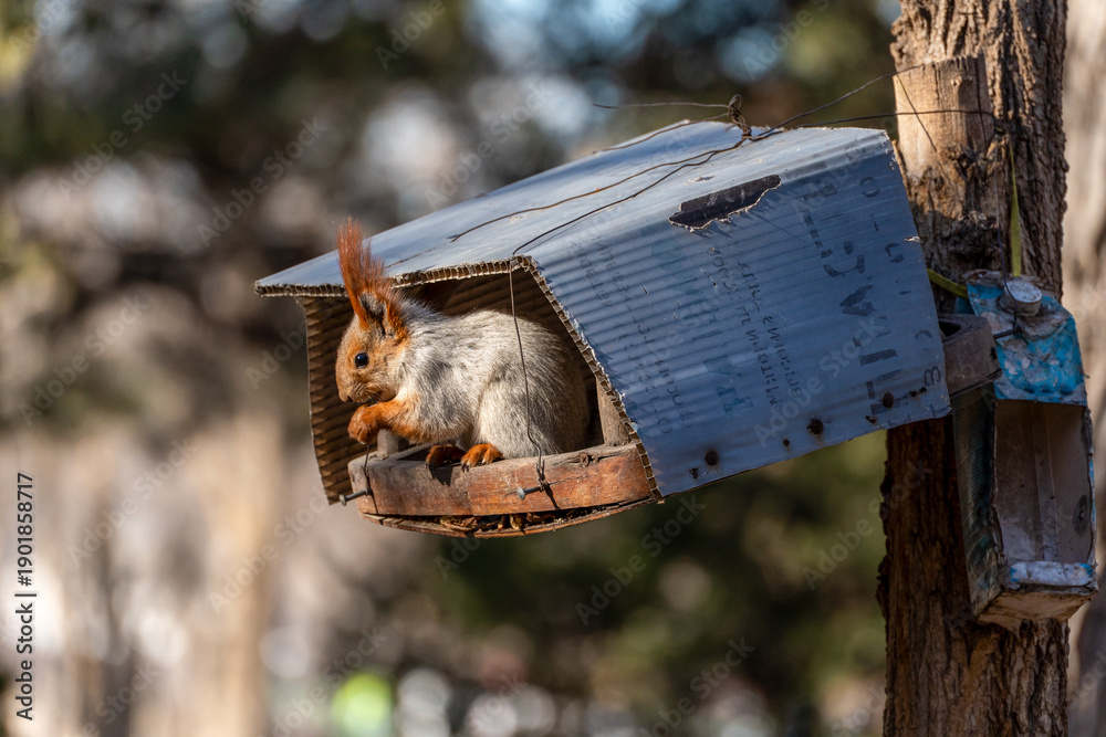 Fototapeta premium A fluffy red squirrel (Sciurus vulgaris) sits inside a makeshift cardboard bird feeder attached to a tree trunk, holding a small nut or seed in its paws.
