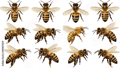 Detailed honey bee vector illustration collection featuring various insects in flying and top view poses for nature, pollination, and environment concepts.