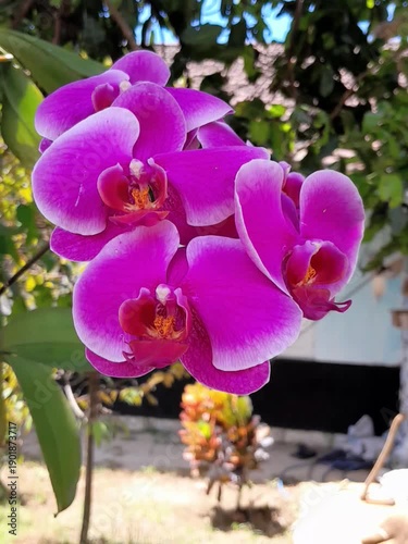 pink orchid in the garden