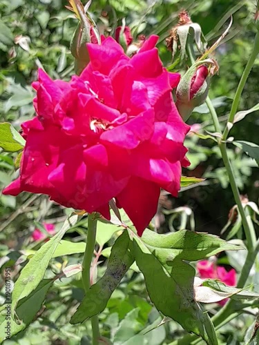 pink flower in the garden