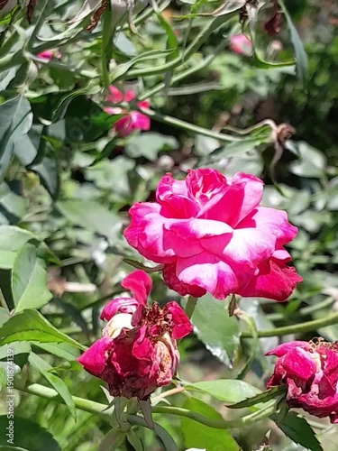 pink roses in garden