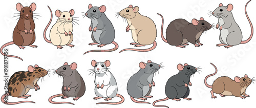 Vector illustration set of diverse pet rats and mice with different fur patterns and colors for veterinary care and domestic animal themes.