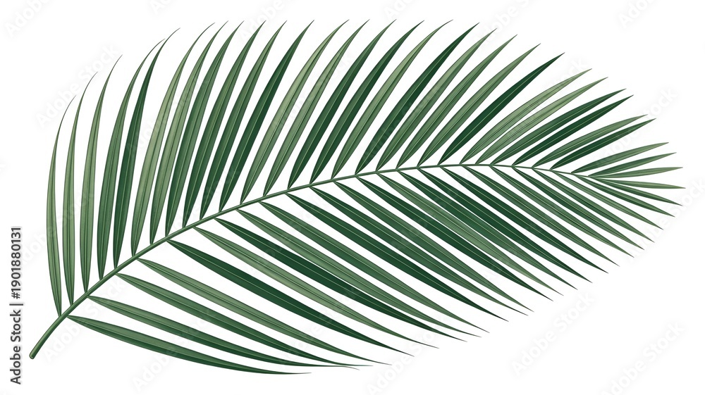 Fototapeta premium Detailed Illustration of a Lush Green Palm Frond Leaf