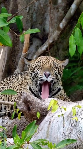 Majestic jaguar resting in forest with piercing gaze and lush greenery