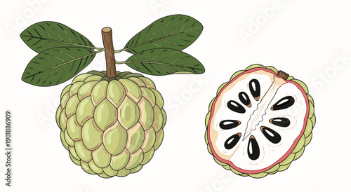 Custard Apple vector illustration, a whole fruit and a halved section, showcasing its segmented skin and edible seeds