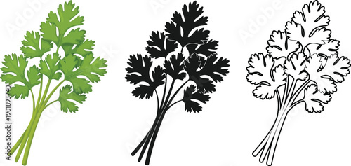 Fresh bunch of cilantro herb isolated on white background displayed as full color, solid shadow, and line drawing.